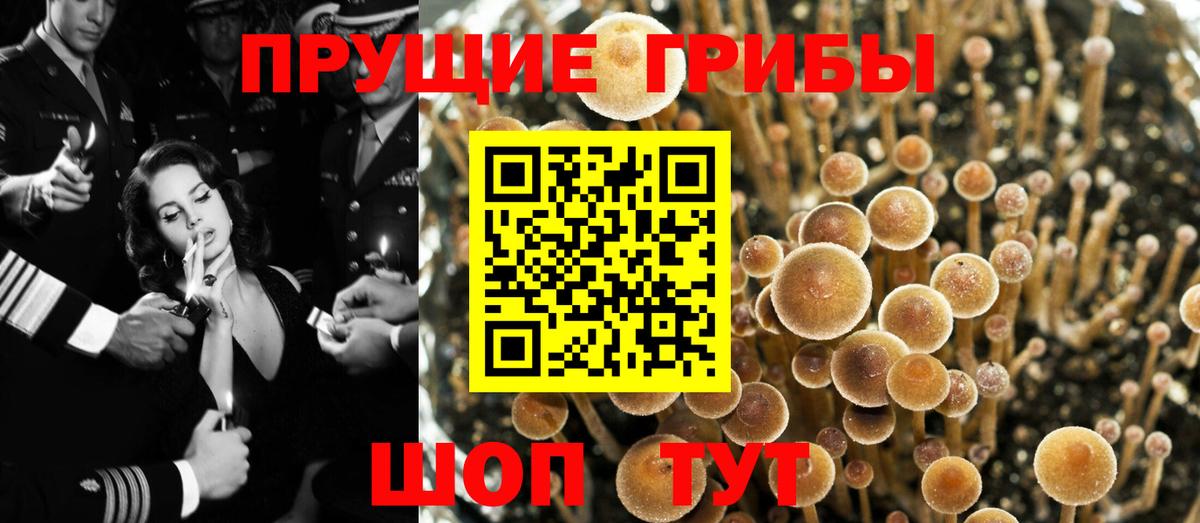 Псилоцибиновые грибы Cubensis Котельники